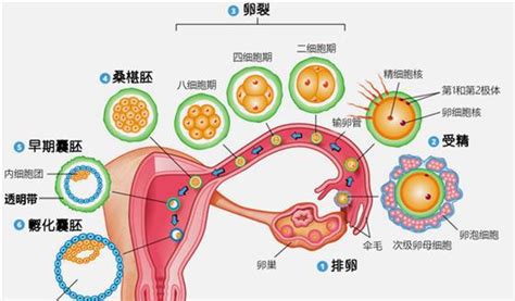 汕头捐卵咨询