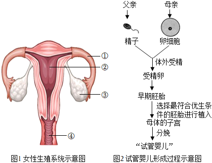 一般取卵费用