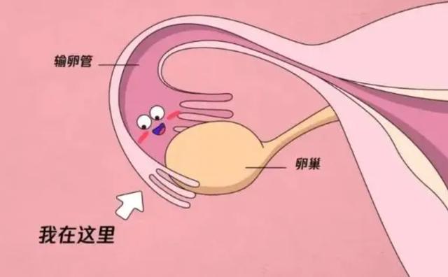 许昌捐卵公司电话