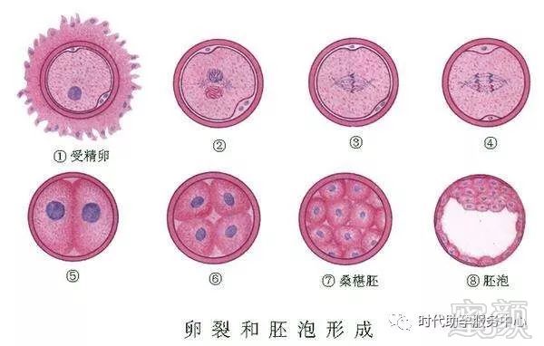 青岛捐卵联系方式