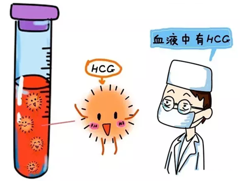 捐卵
